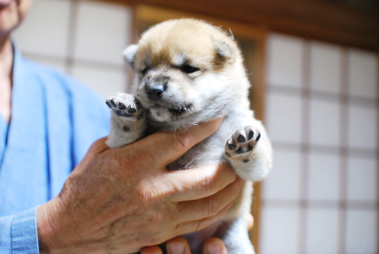 豆柴　子犬