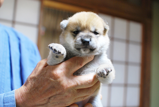 豆柴　子犬