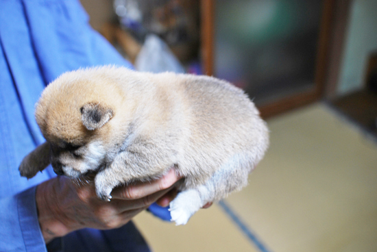 豆柴　子犬