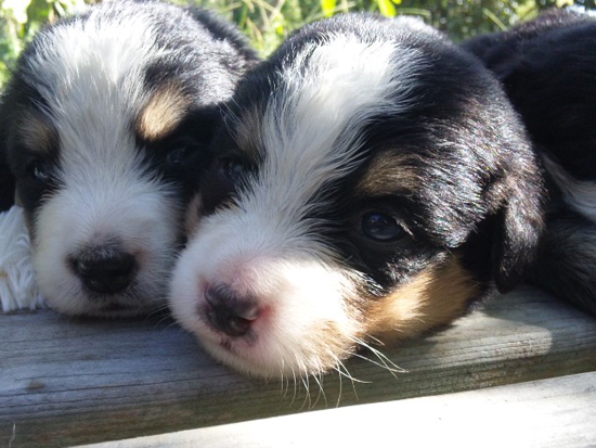 バーニーズマウンテンドッグ　子犬