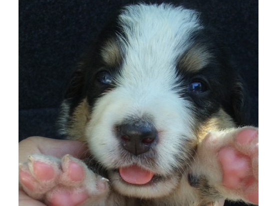 バーニーズマウンテンドッグ　子犬