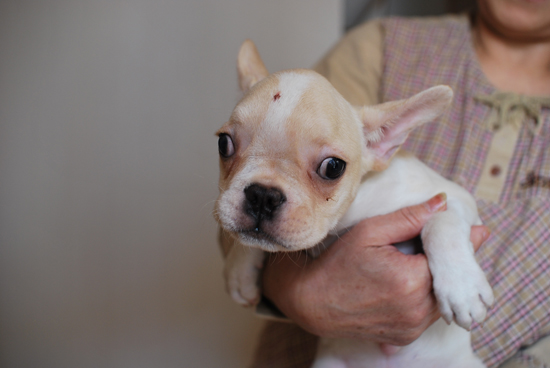 フレンチブルドッグ　子犬