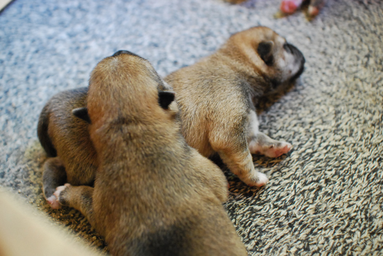 豆柴　子犬