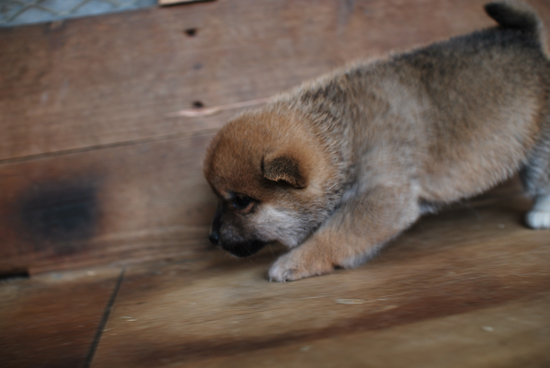 豆柴　子犬