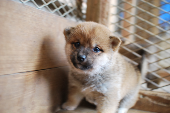 豆柴　子犬