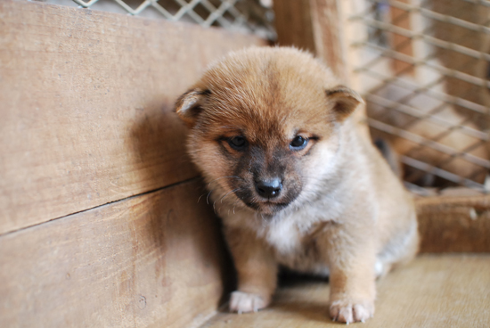 豆柴　子犬