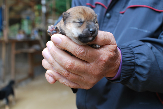 豆柴　子犬