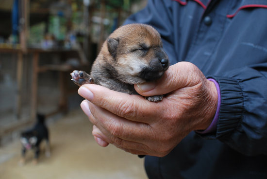 豆柴　子犬