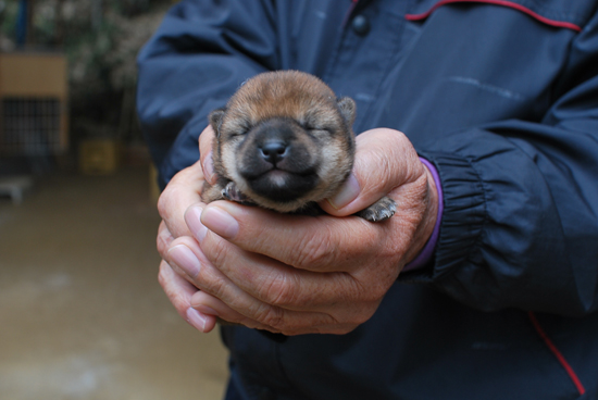 豆柴　子犬