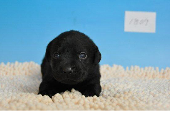 ラブラドールレトリバー　子犬