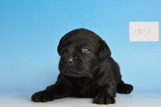 ラブラドールレトリバー　子犬