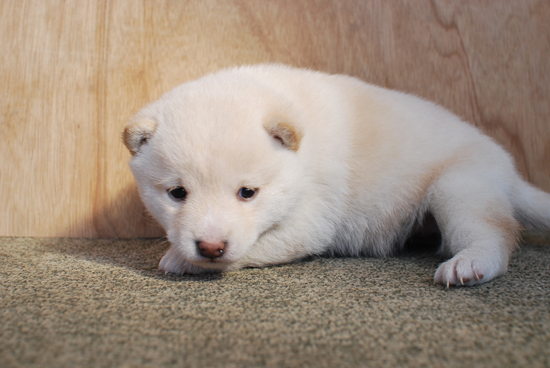 豆柴　子犬