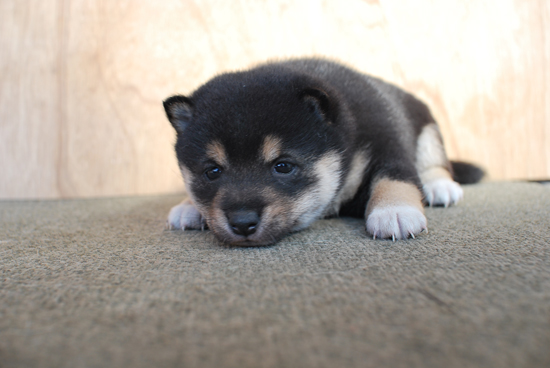 豆柴　子犬