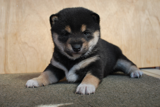 豆柴　子犬