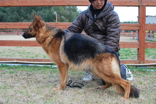 ジャーマンシェパード　子犬