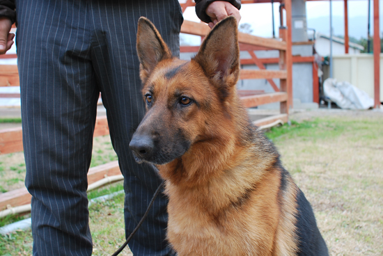 ジャーマンシェパード　子犬