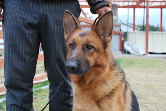 シェパード 子犬