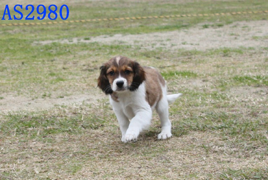 コイケルホンディエ　子犬