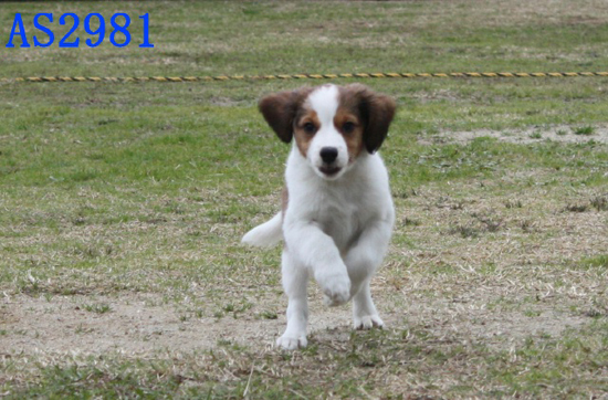 コイケルホンディエ　子犬