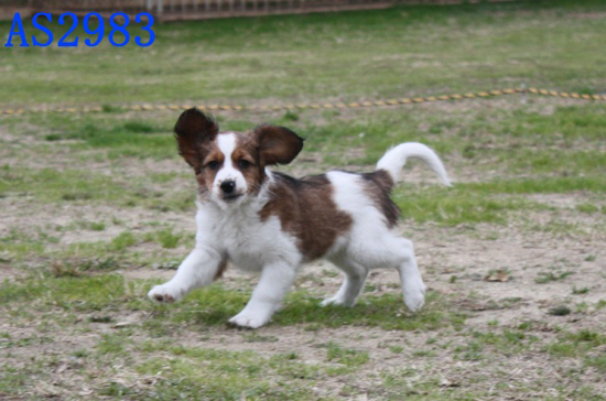 コイケルホンディエ　子犬