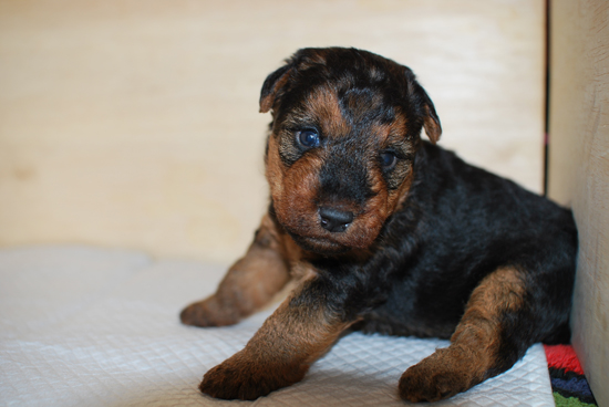 ウェルシュテリア　子犬