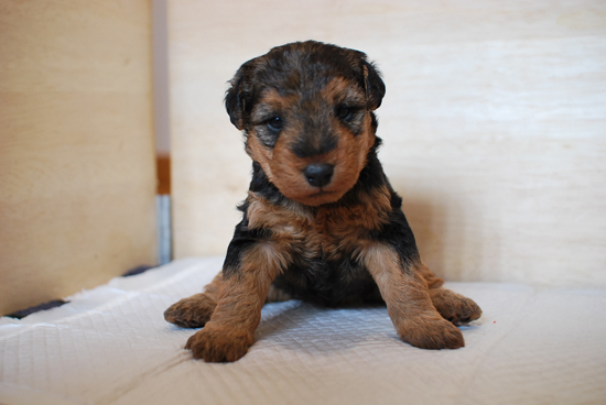 ウェルシュテリア　子犬