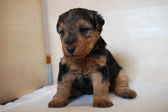 ウェルシュテリア　子犬