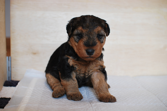 ウェルシュテリア　子犬