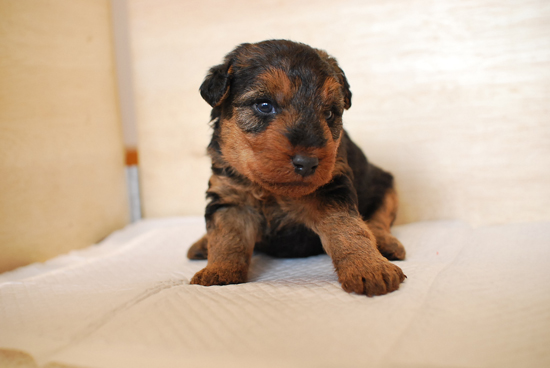 ウェルシュテリア　子犬