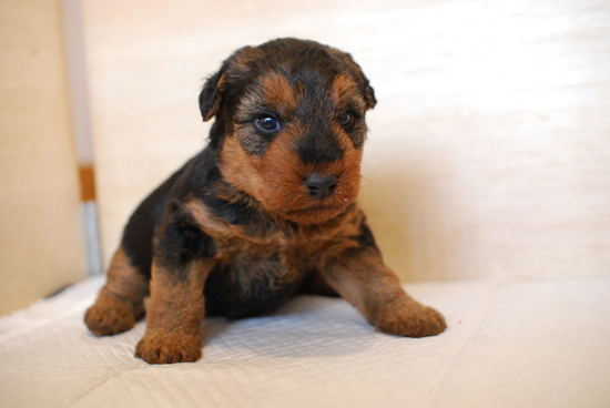 ウェルシュテリア　子犬