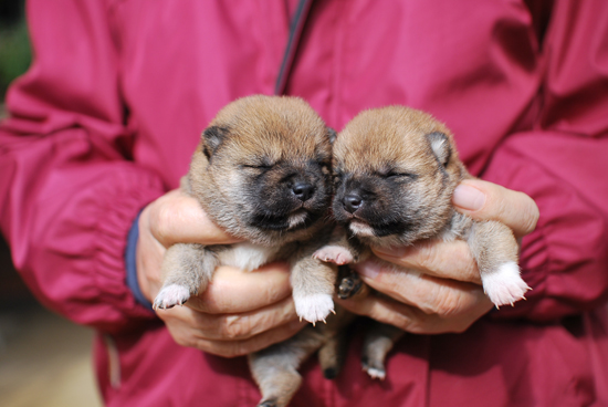 豆柴　子犬