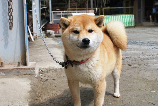 豆柴　子犬