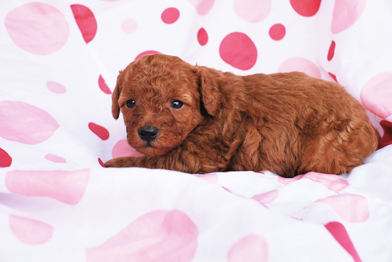 トイプードル　子犬