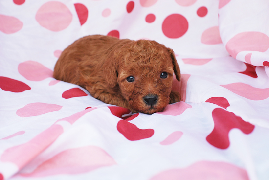 トイプードル　子犬