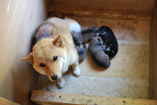 豆柴　子犬