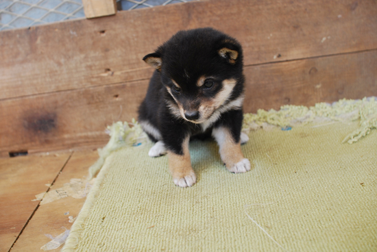 豆柴　子犬