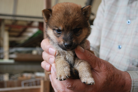 豆柴　子犬