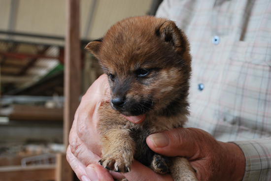 豆柴　子犬