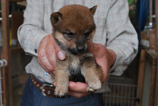 豆柴　子犬