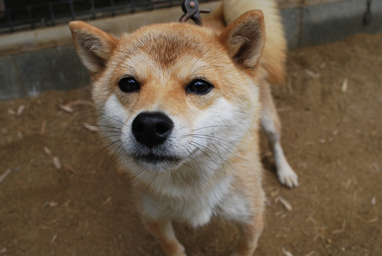 豆柴　子犬