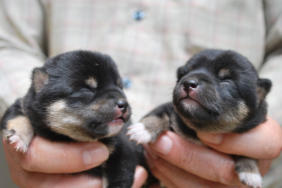 豆柴　子犬