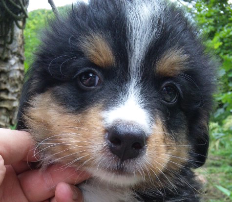 バーニーズマウンテンドッグ　子犬