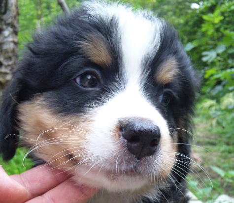 バーニーズマウンテンドッグ　子犬