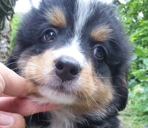 バーニーズマウンテンドッグ　子犬