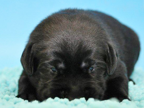 ラブラドールレトリバー　子犬