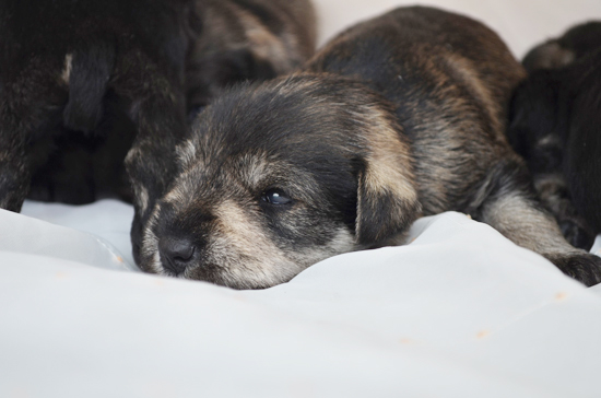 ミニチュアシュナウザー　子犬