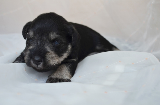 ミニチュアシュナウザー　子犬