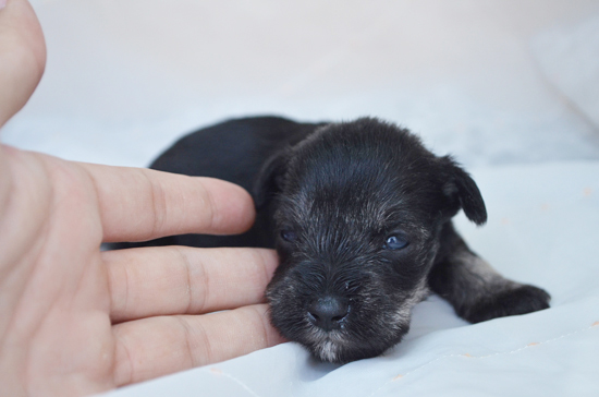 ミニチュアシュナウザー　子犬