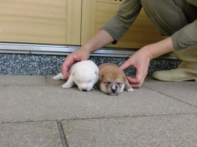 豆柴　子犬