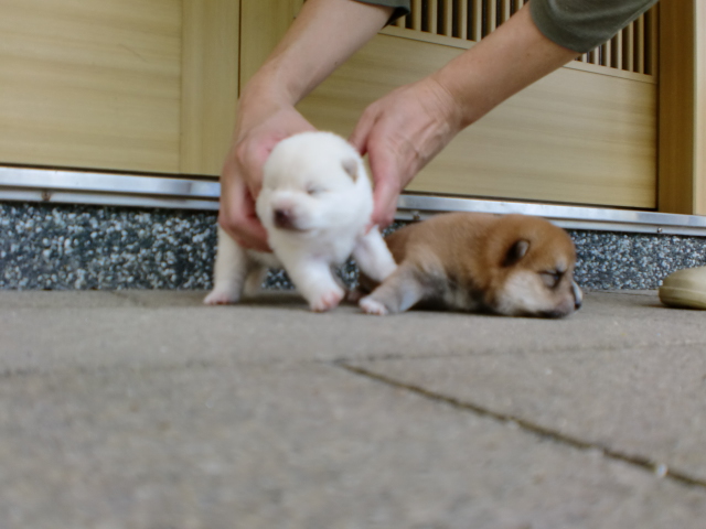 豆柴　子犬